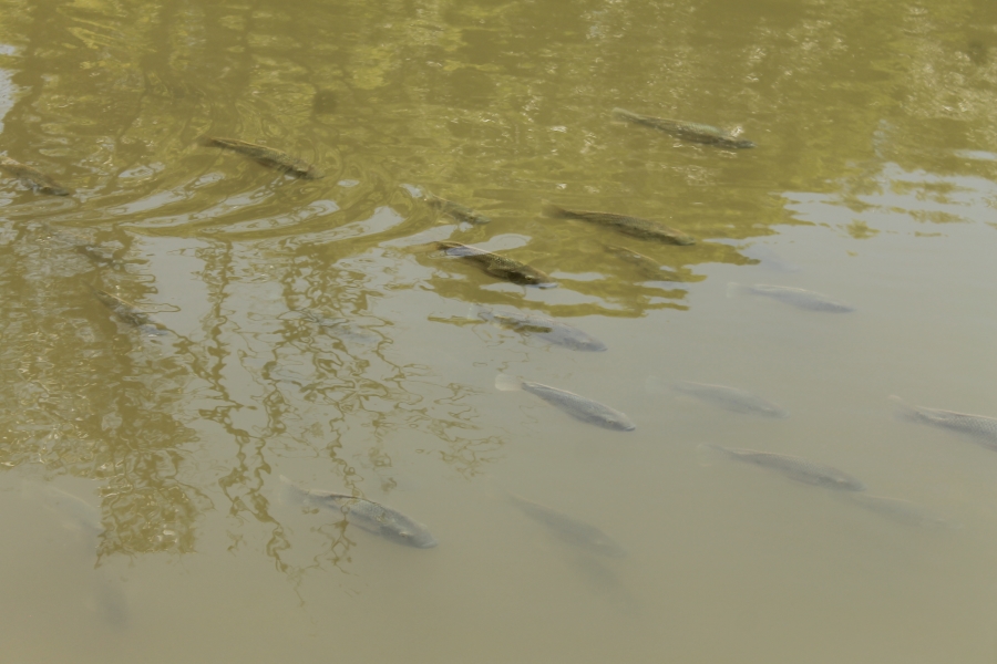 4 Bedroom Property for Sale in Kshane North West